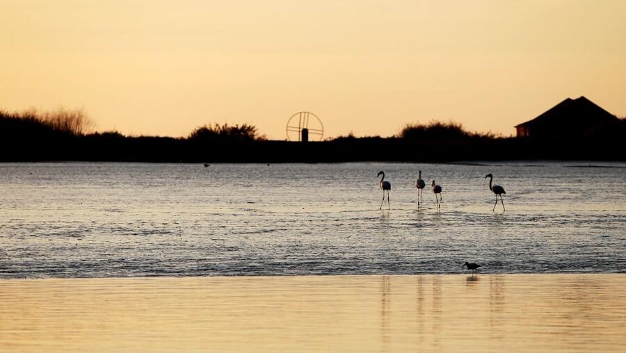 Flamingos in the Tagus Estuary Natural Reserve