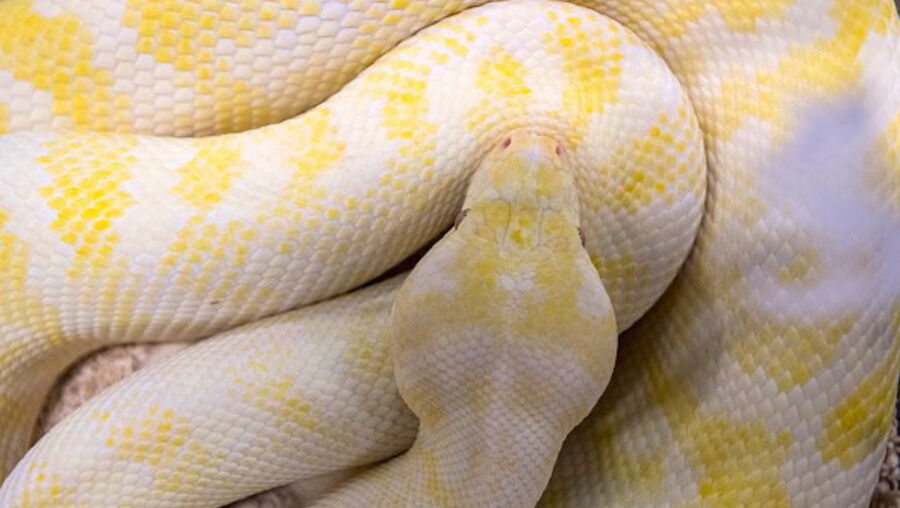 Cobra pitão albina